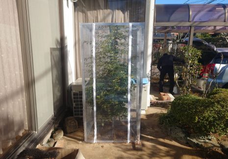 お庭の植木の防寒対策にアルミ枠と糸入り透明ビニールカバーを設置