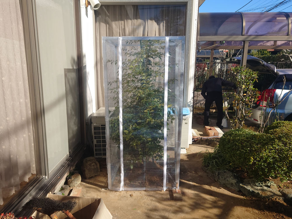 お庭の植木の防寒対策にアルミ枠と糸入り透明ビニールカバーを設置